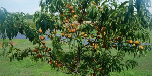 Peach Tree Planting Tips