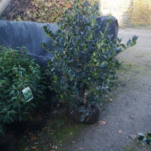 Rootballed Holly Tree