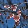 accolade cherry blossom tree