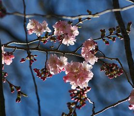 accolade cherry blossom tree