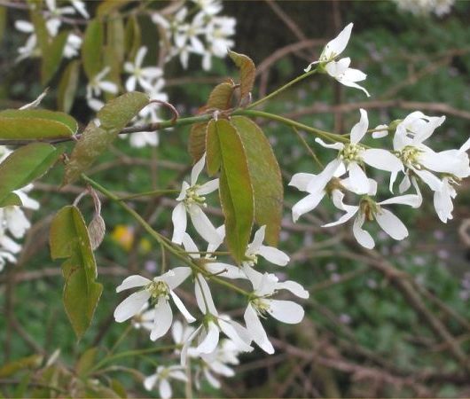 Amelanchier Blossom Flower Tree