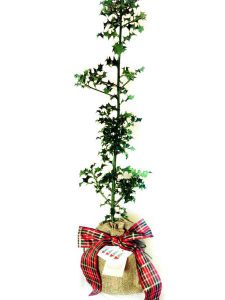 Baby Holly Tree Gift
