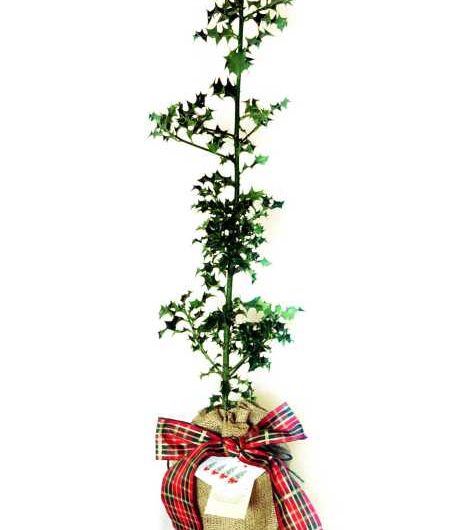 Baby Holly Tree Gift