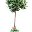 standard bay tree in hessian sack with green ribbon