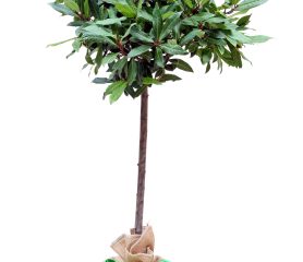 standard bay tree in hessian sack with green ribbon