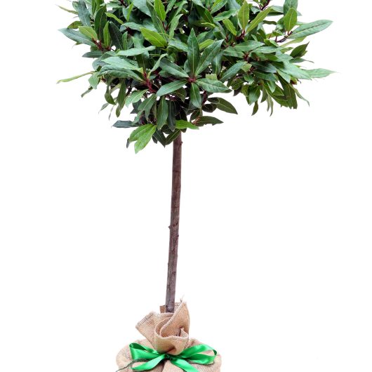 standard bay tree in hessian sack with green ribbon