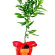 baby-bay-tree-in-terracotta-pot