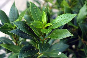 close-up-bay-leaves