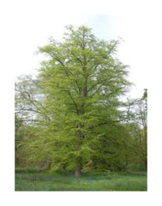 Beech Native Tree