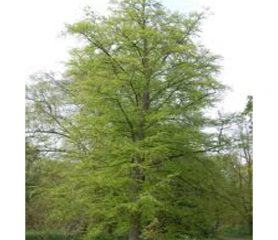Beech Native Tree