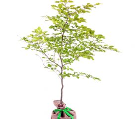 Beech Native Tree Gift