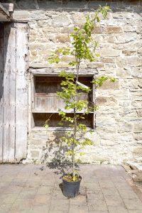 Fagus sylvatica