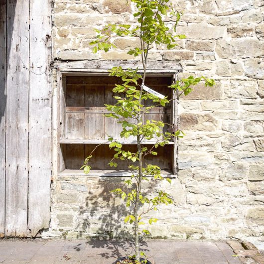 Fagus sylvatica