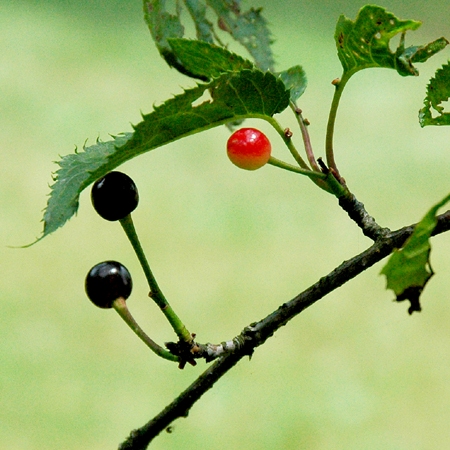 Cherry Native Fruit