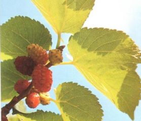 Black Mulberry Fruit