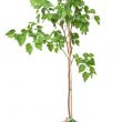 Black Mulberry Tree Gift