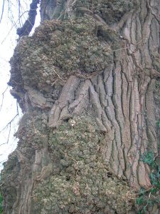 Native Black Poplar Tree