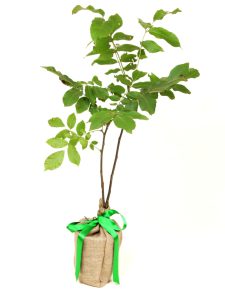 Black Walnut Tree Gift