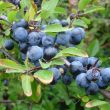 Blackthorn Native Berries