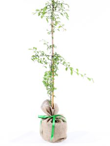 Blackthorn Native Gift Tree
