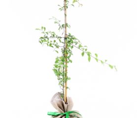 Blackthorn Native Gift Tree