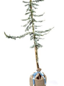 Blue Atlantic Cedar Tree- Gift