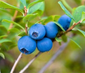 Blueberry Fruit