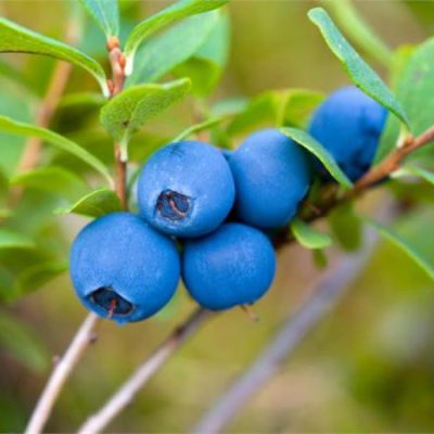 Blueberry Trees For Sale | Trees Direct