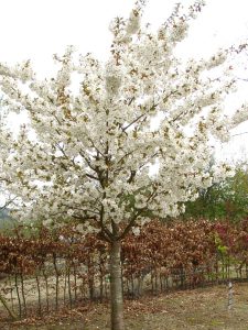 Blushing Bride Flowering Cherry Tree