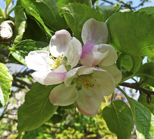 Bramley Apple Blossom