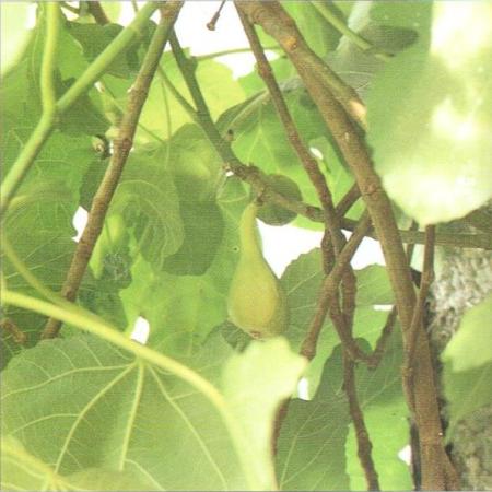 Turkey Fig Fruit