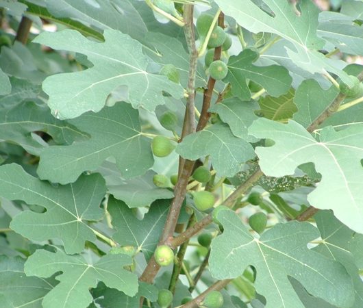 Turkey Fig Leaves