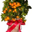 Orange Citrus Tree