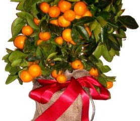 Orange Citrus Tree