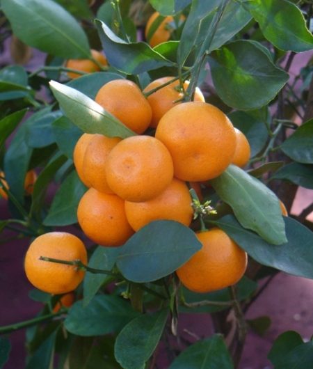Calamondin-Orange