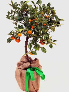 Orange Calamondin Tree
