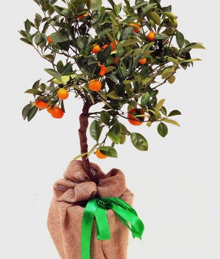 Orange Calamondin Tree