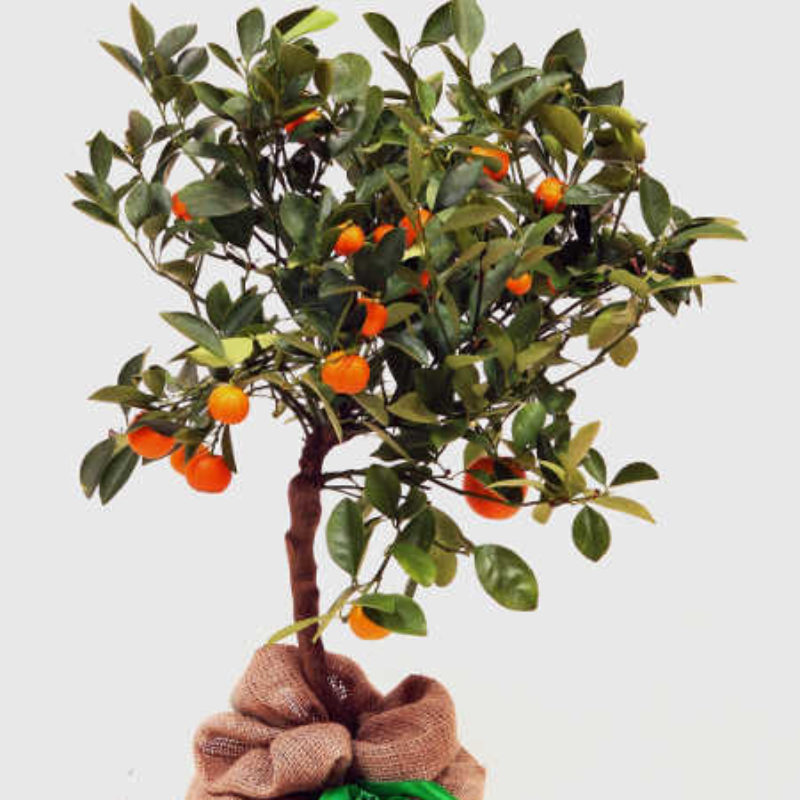 Calamondin Orange Tree For Sale Trees Direct