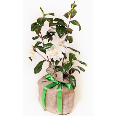 Camellia - Golden Anniversary Giftwrapped - Trees Direct