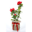 Camellia - Ruby Wedding Giftwrapped - Trees Direct