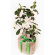 Camellia - Silver Anniversary - Giftwrapped - Trees Direct