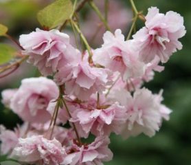 Cheals Flower