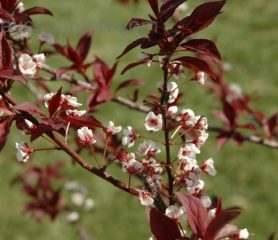 Native Cherry Plum