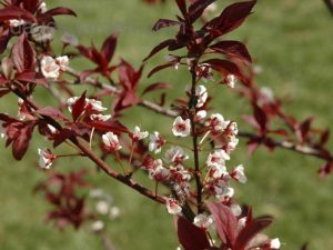 Native Cherry Plum