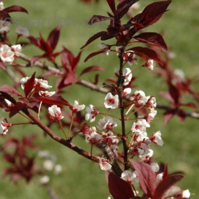 Cherry Plum Trees For Sale 