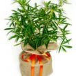 Choisya-Flowering-Gift