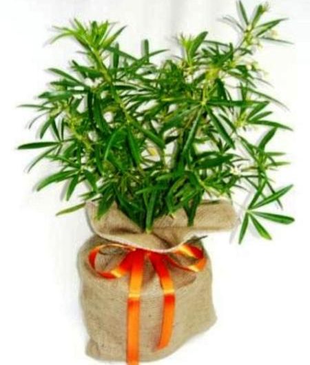 Choisya-Flowering-Gift