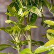 Choisya Ternata Shrubs