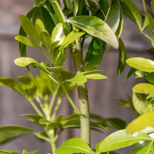 Choisya Ternata Shrubs