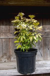 Choisya Ternata Shrubs